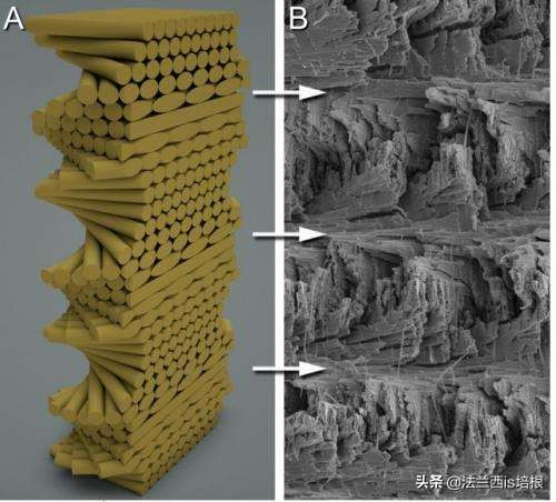 螳螂虾击碎乌龟壳,螳螂虾攻击螳螂虾