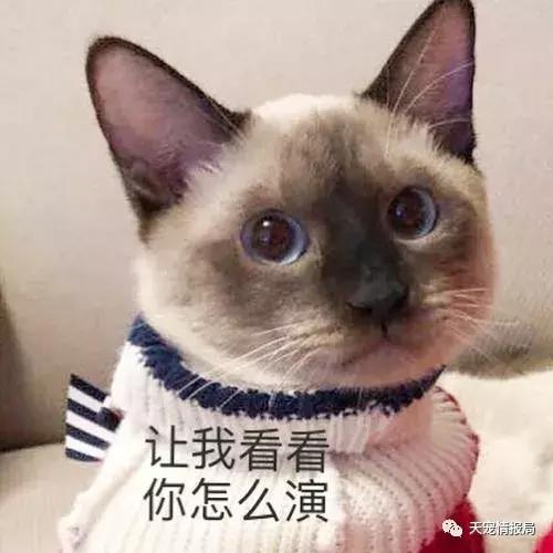 猫奴一定要知道的身体语言,猫奴必看猫咪喝水需要注意的事