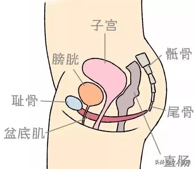 盆底肌松了该吃什么药,盆底肌松能练登山步吗