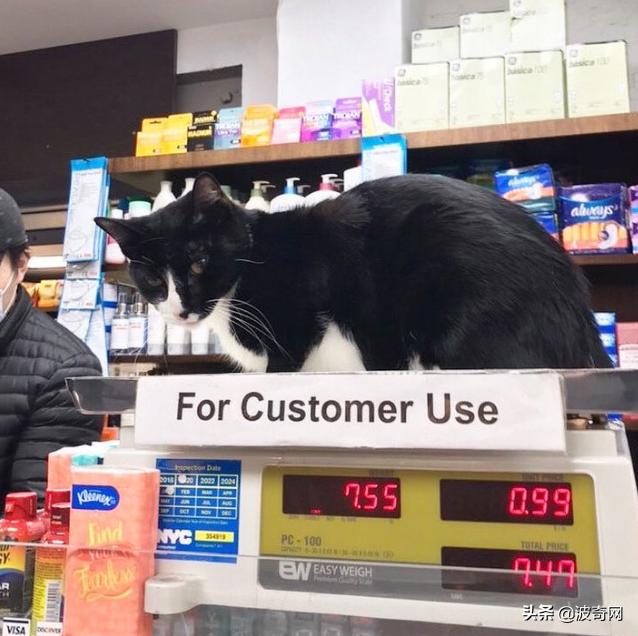 很火的宠物猫名字有哪些,比较出名的宠物猫店铺名字