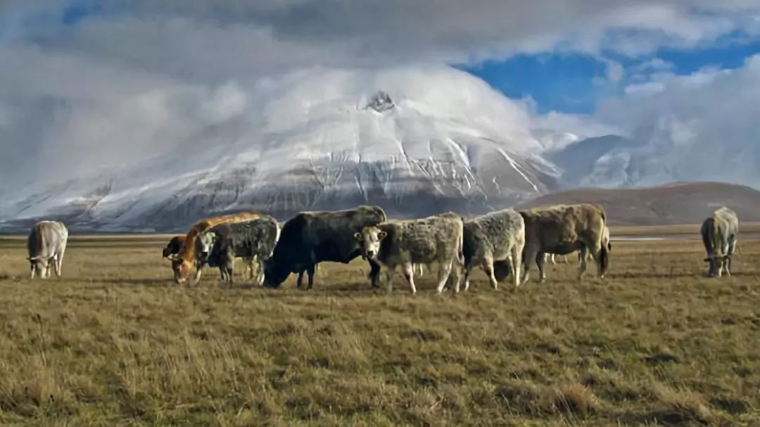骆驼奶粉合格吗,如何鉴别骆驼奶粉的好坏和真假