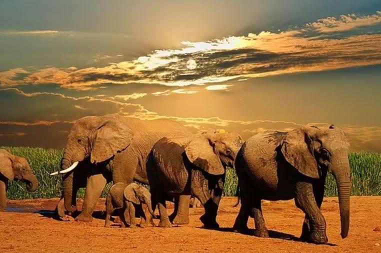 不让长象牙就胎死腹中!非洲公象这种致命基因,人类竟然也有