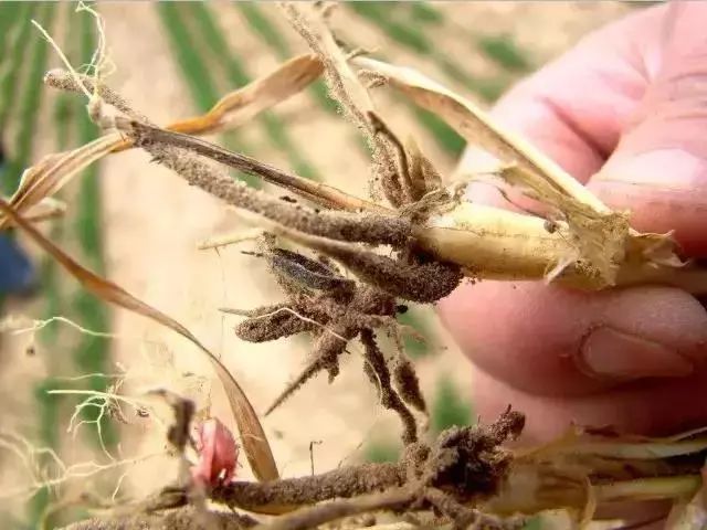 小麦发黄死苗用什么药治疗,小麦发黄有死苗什么原因怎样治