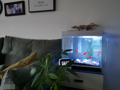 小米鱼缸智能排水,小米自动抽水神器测评