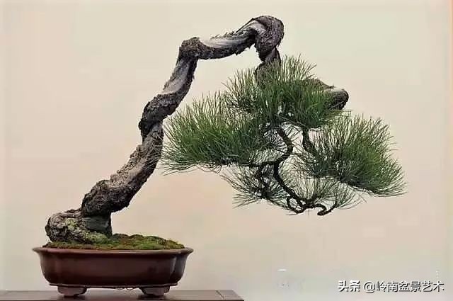 鎮礀缁濆閫㈢敓,鎮礀鐩嗘櫙澶у叏