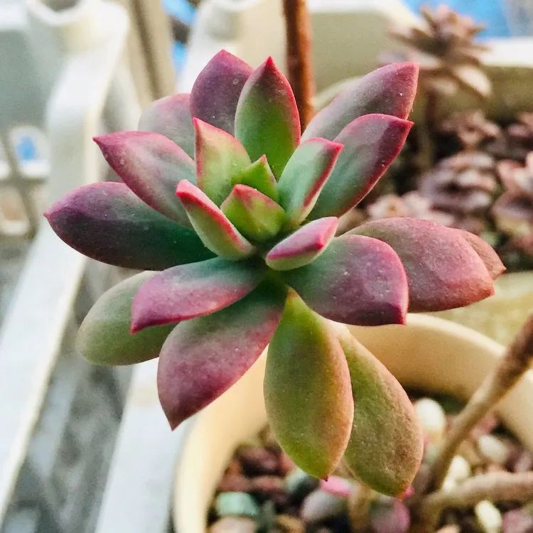 一见倾心二见,一见倾心二见倾城三见定终身