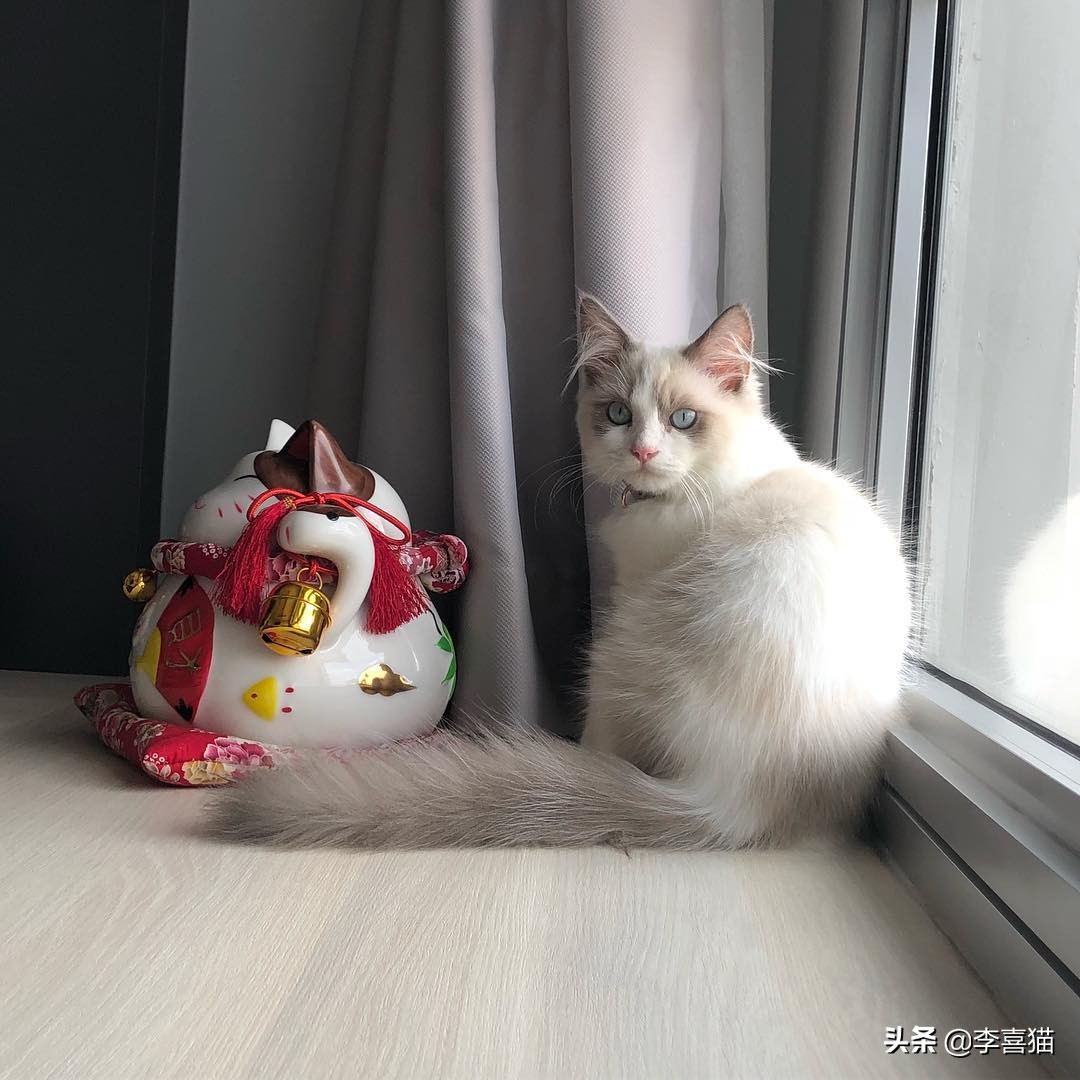 猫咪不出门有没有危害,猫咪不出门感染弓形虫几率大吗