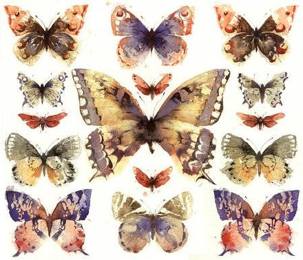 五彩缤纷的蝴蝶图片,五彩斑斓的漂亮的蝴蝶