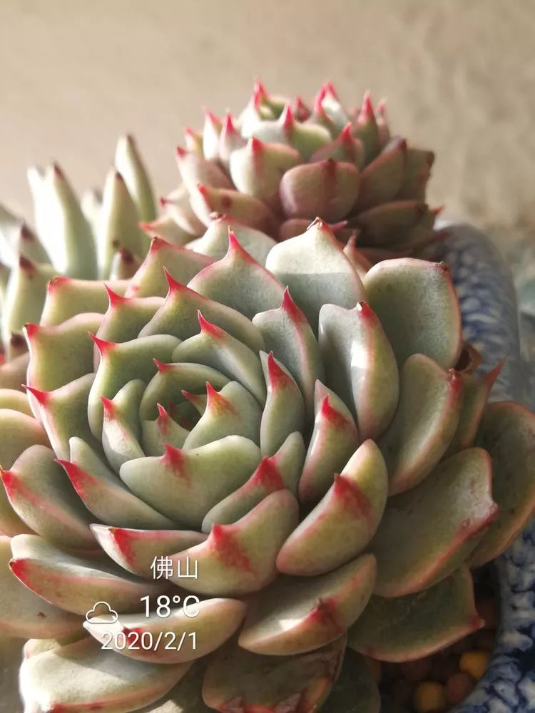 一杯清茶一道暖阳,一杯清茶温暖的时光