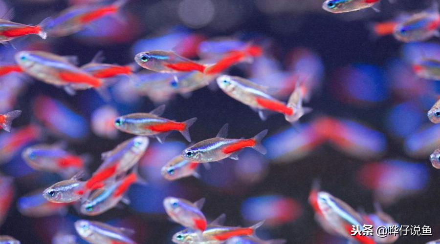 宠物鱼最大的鱼第一名,最新排名前十的宠物