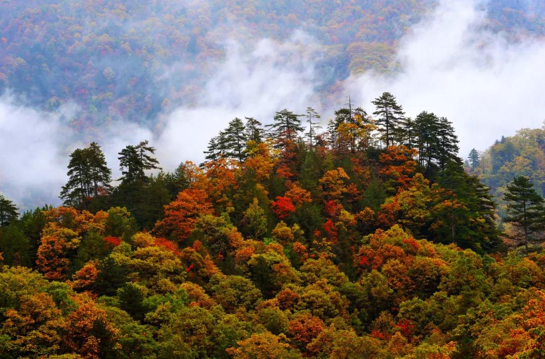 陕西汉中黎坪森林公园红叶,陕西人赏红叶好去处