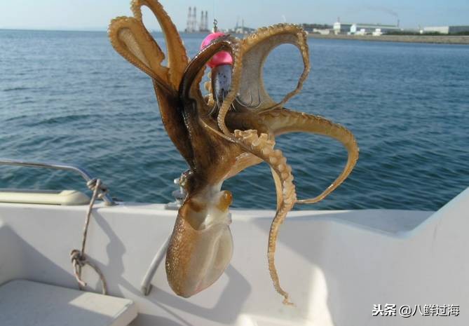 可爱的章鱼适合做章鱼烧,制作一个小型章鱼烧