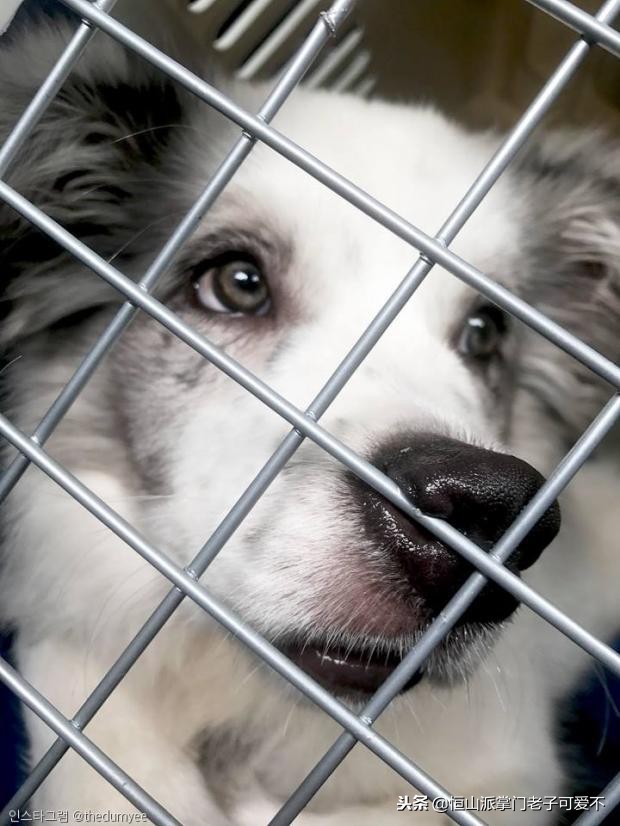 跟着主人一起搬家的小狗,跟着主人搬家的狗