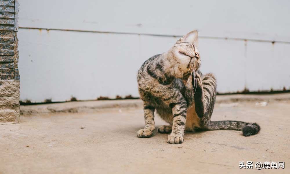 为什么挠痒痒会让人感觉舒服?