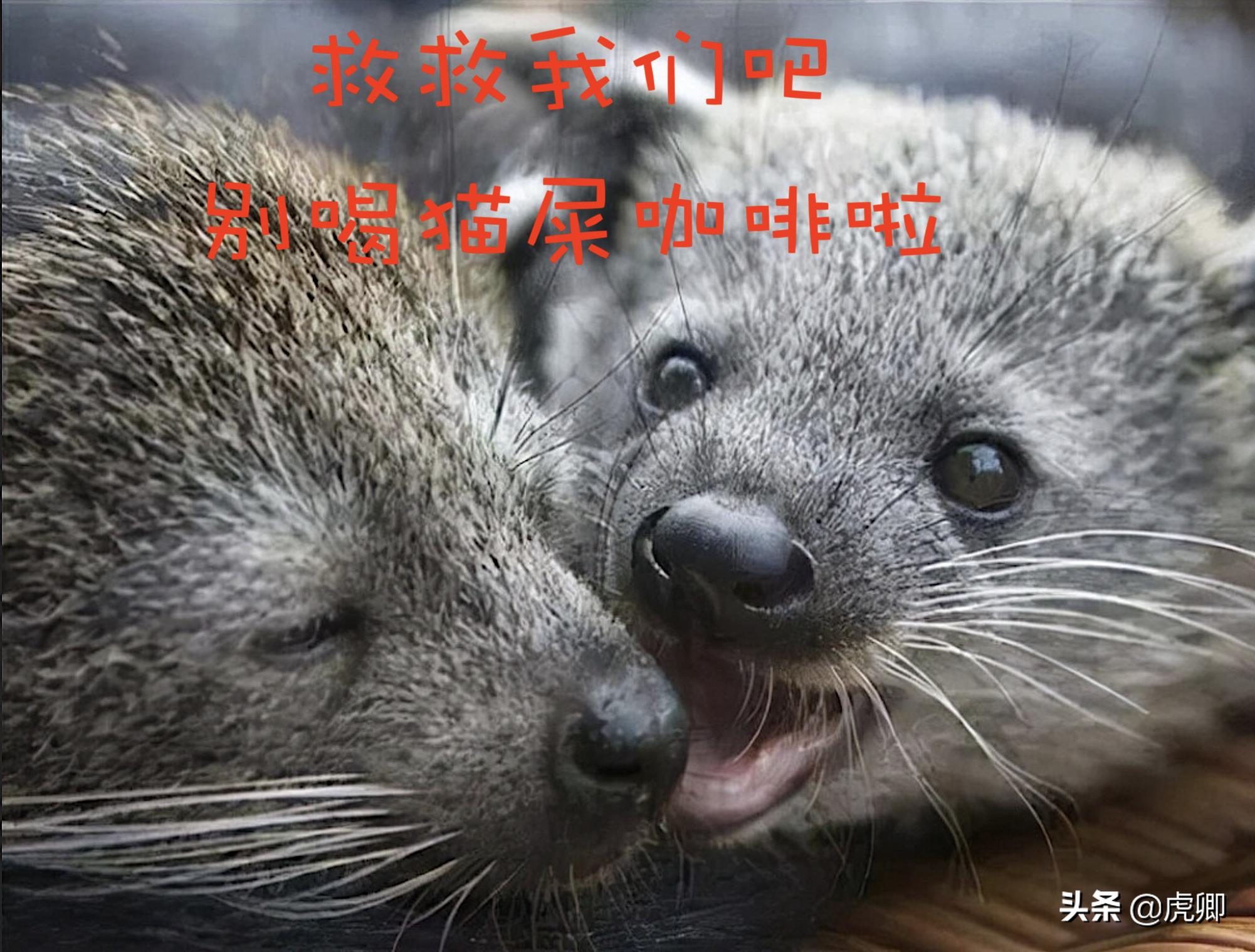 熊灵猫为何濒危?便便制成的咖啡售价500元一杯,受欧美绅士追捧