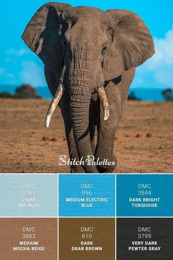 动物配色大全视频,配色的设计灵感