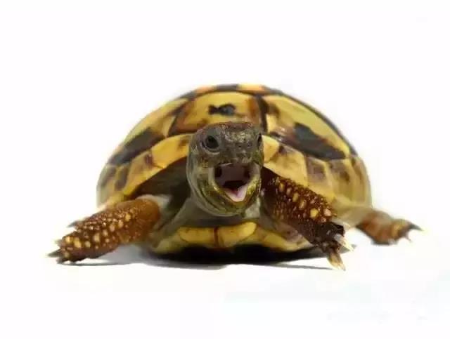 养龟犯法判三年,养龟被罚判刑标准