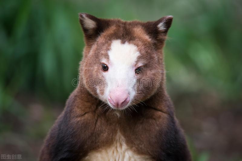 袋鼠会爬树么,袋鼠为什么在桉树上