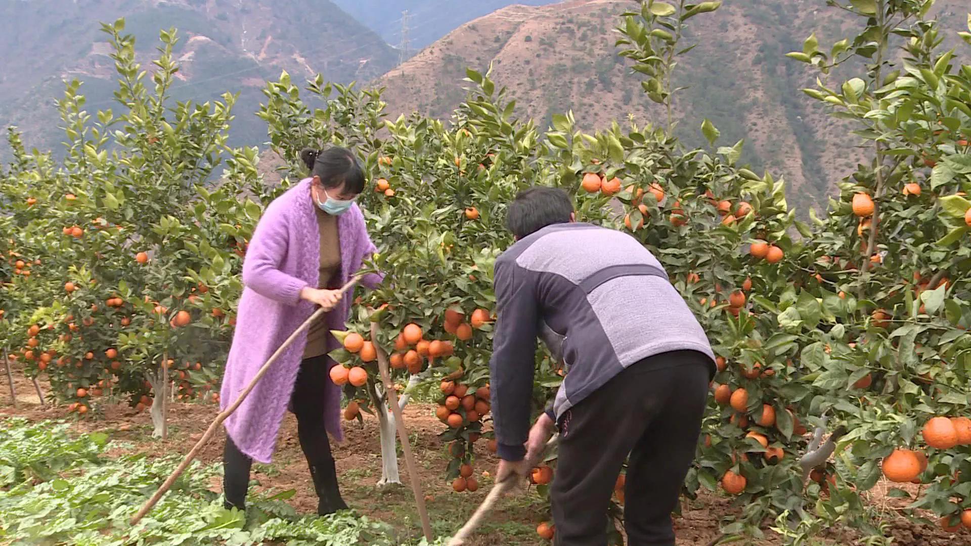 汉源县黄果柑价格,汉源县黄果柑最新消息