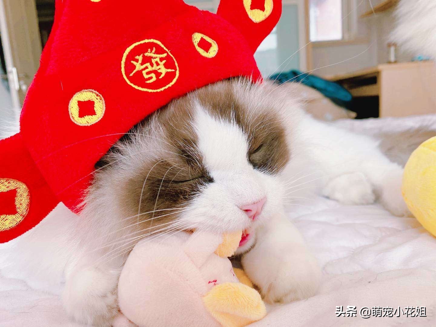 铲屎官第一次见猫咪要注意什么,猫咪的铲屎官注意事项