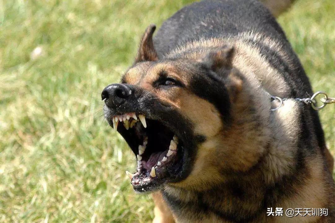 被绝育的狗子,公狗做绝育自闭