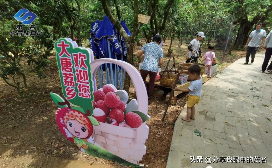 茂名荔枝大会,茂名市520荔枝产业大会