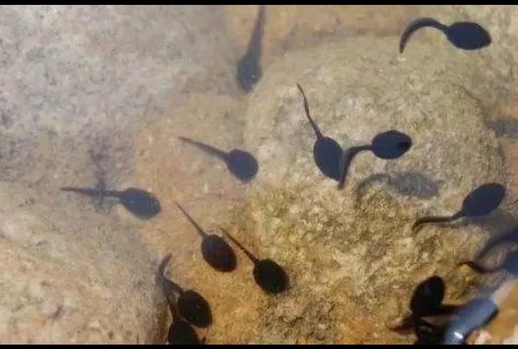 可爱的小蝌蚪视频,可爱的小蝌蚪三年级300字