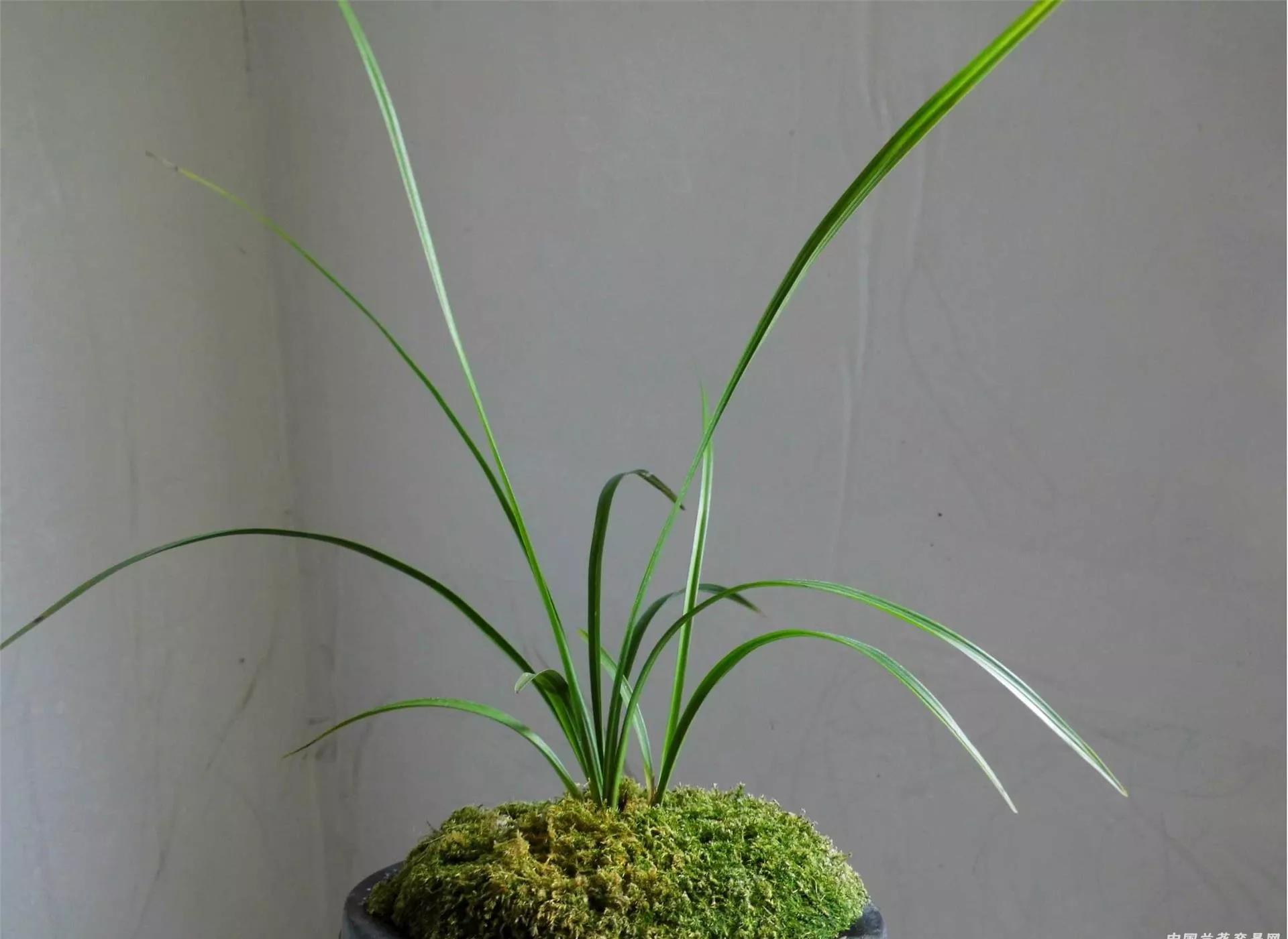 云南玉溪的春兰品种有哪些,云南玉溪有哪些名贵兰花