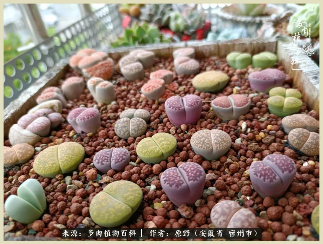 梅雨袭，酷暑至，多肉进入历劫季