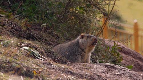 捕鸟树“杀鸟为乐”，忘记传播种子，被进化带偏的物种有多可怕？