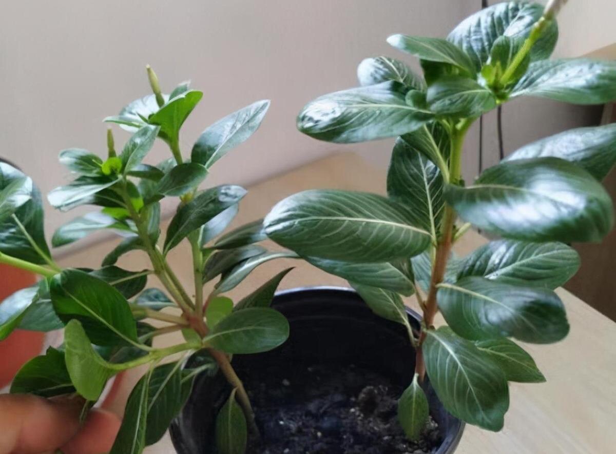 养长春花注意几点细节全年开花,长春花花期需要施肥吗施什么肥好