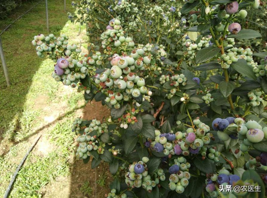 这才是真正的无土栽培,无土栽培都有哪些问题