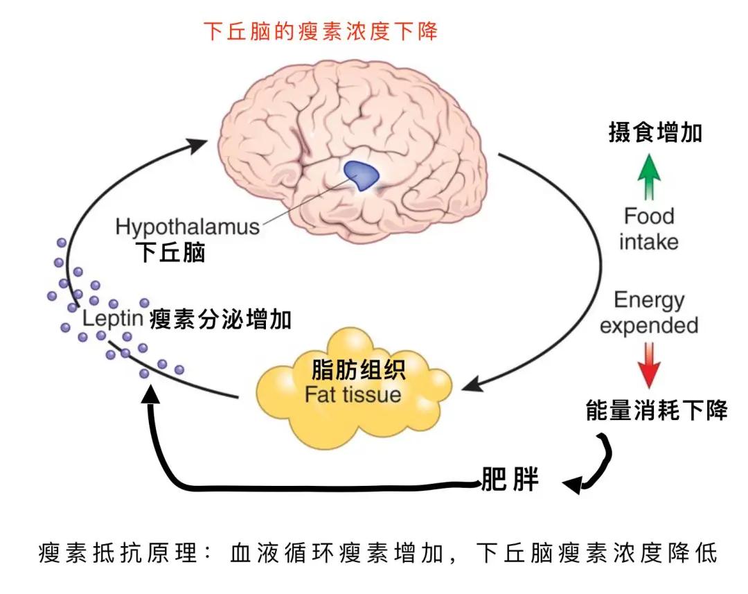 瘦素,LEPTIN-全身能量平衡调控肽