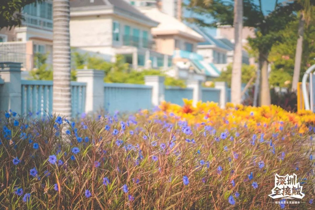 再见了,香港!深圳这条街也能免税买港货啦