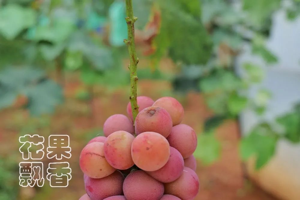 为什么大家都喜欢蹦迪,为什么喜欢跳坑