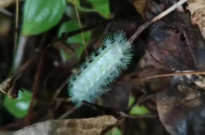 着它蛰一下火烧火燎，你印象中满身带刺的“火辣子”妈妈是谁