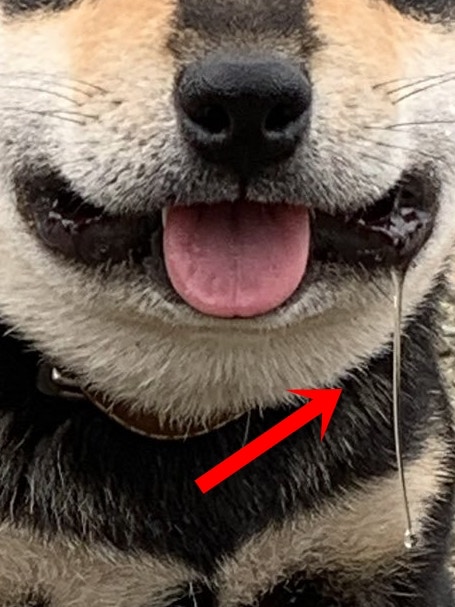 狗狗被蜜蜂蛰了怎么消肿止痒最快,狗狗的脸被蜜蜂蛰了怎么办