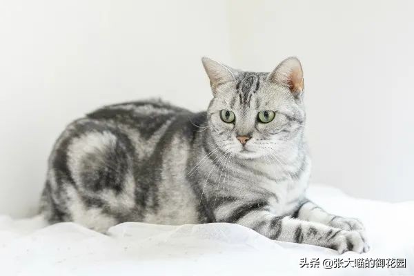 猫咪生过小猫还要绝育吗,为什么不建议猫生一窝再绝育