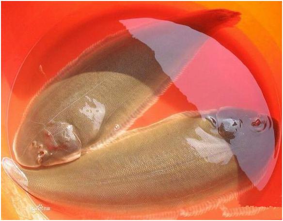 看图识海鲜，这些水产海鲜你都认识吗？