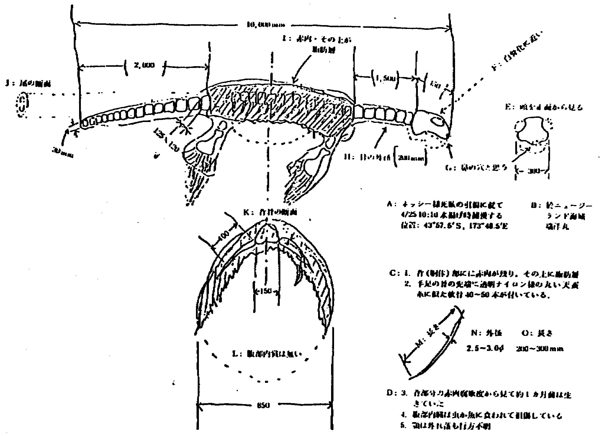 日本当年打捞的海怪,1977年日本捕获海怪照片