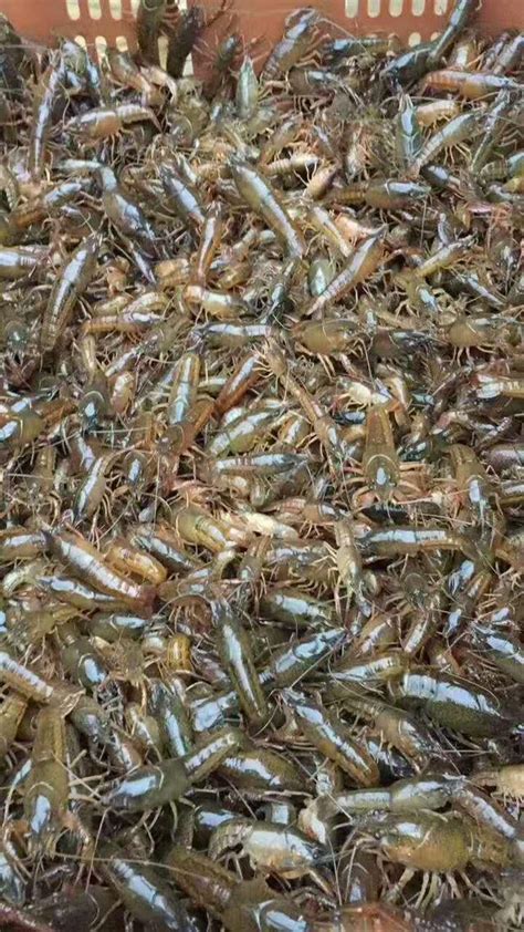 如何辨别饲料质量好坏,大台农饲料质量怎样