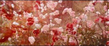 十部电影告诉你都爱小李子,小李子的十部必看电影巅峰之作