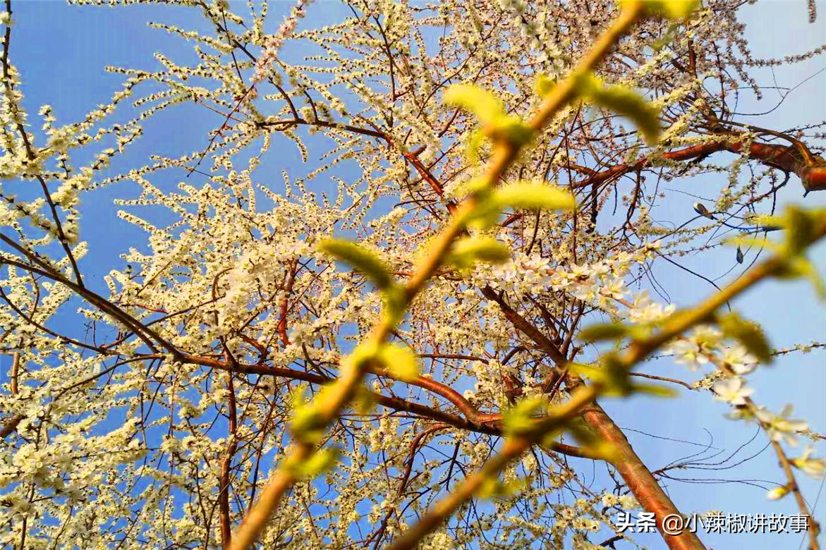 瀹夊Ξ钀芥按鍚庣殑鏁呬簨,瀹夊Ξ鑳屽悗鏁呬簨浠や汉娉洰