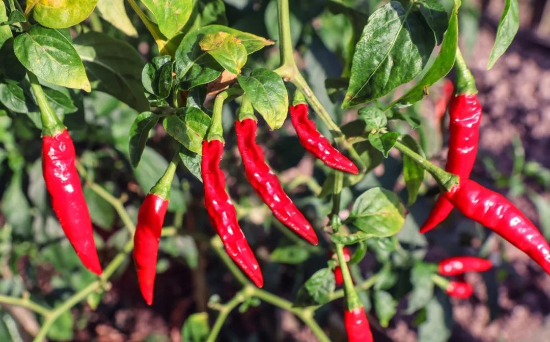 鼻痒眼痒耳痒的治疗,鼻过敏特别痒治疗方法