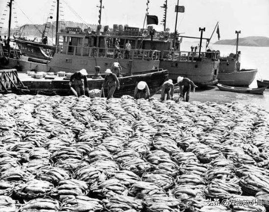 从喂鸡喂鸭到一条11万,我国狠心流放30年,为何还救不起一条鱼?