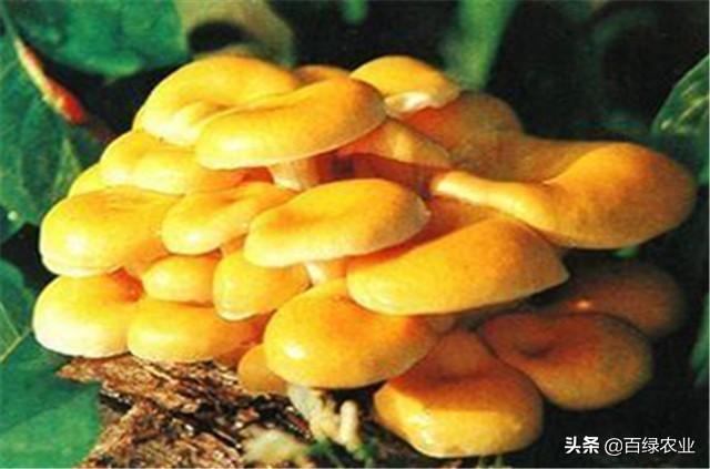 榆黄蘑高效栽培教程,榆黄蘑工厂化栽培技术