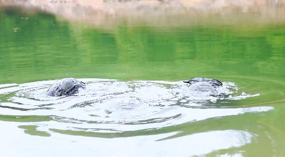 成为特种兵必须经过什么,想成为特种兵要学习哪些动作