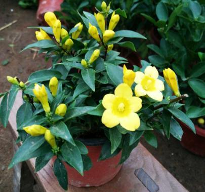 法国香水茉莉叶子黄了怎么处理,法国香水茉莉叶片发黄