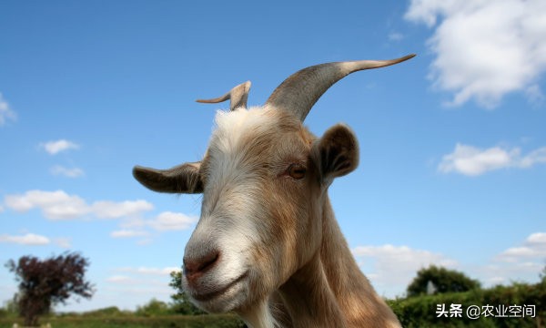 绒山羊怎么饲养产绒多,绒山羊靠什么挣钱