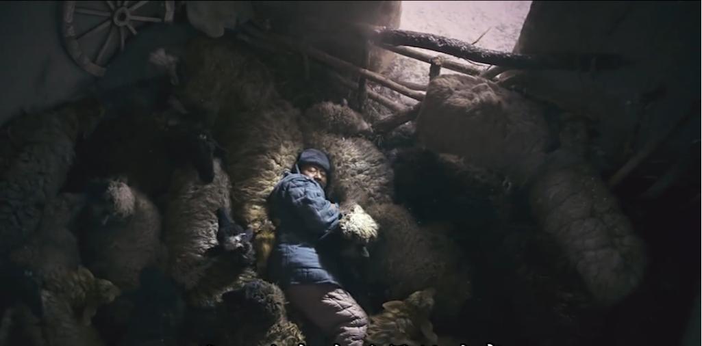 75岁老头被狼群追杀徒手大战狼群,放羊老汉遭遇狼群